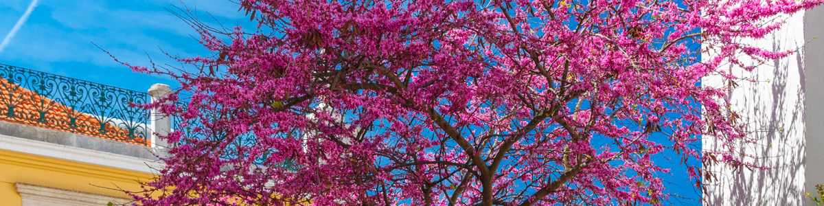 Photo of tree in flower in Lisbon