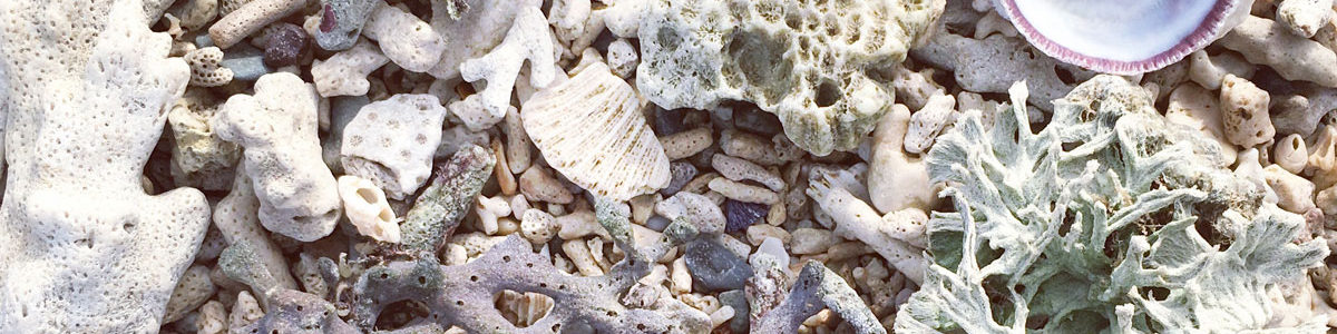 Assortment of shells on a beach Photo by Catrin Johnson on Unsplash