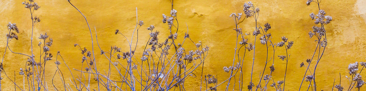Stems in front of a yellow wall, Photo by Mona Eendra on Unsplash 